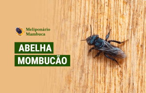Abelha Sem Ferrão Mombucão (Cephalotrigona capitata)