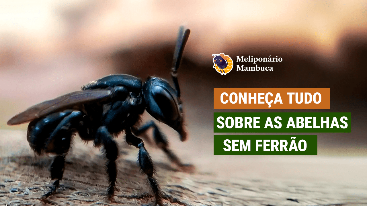 Tudo Sobre O Conhecimento das Abelhas Sem Ferrão