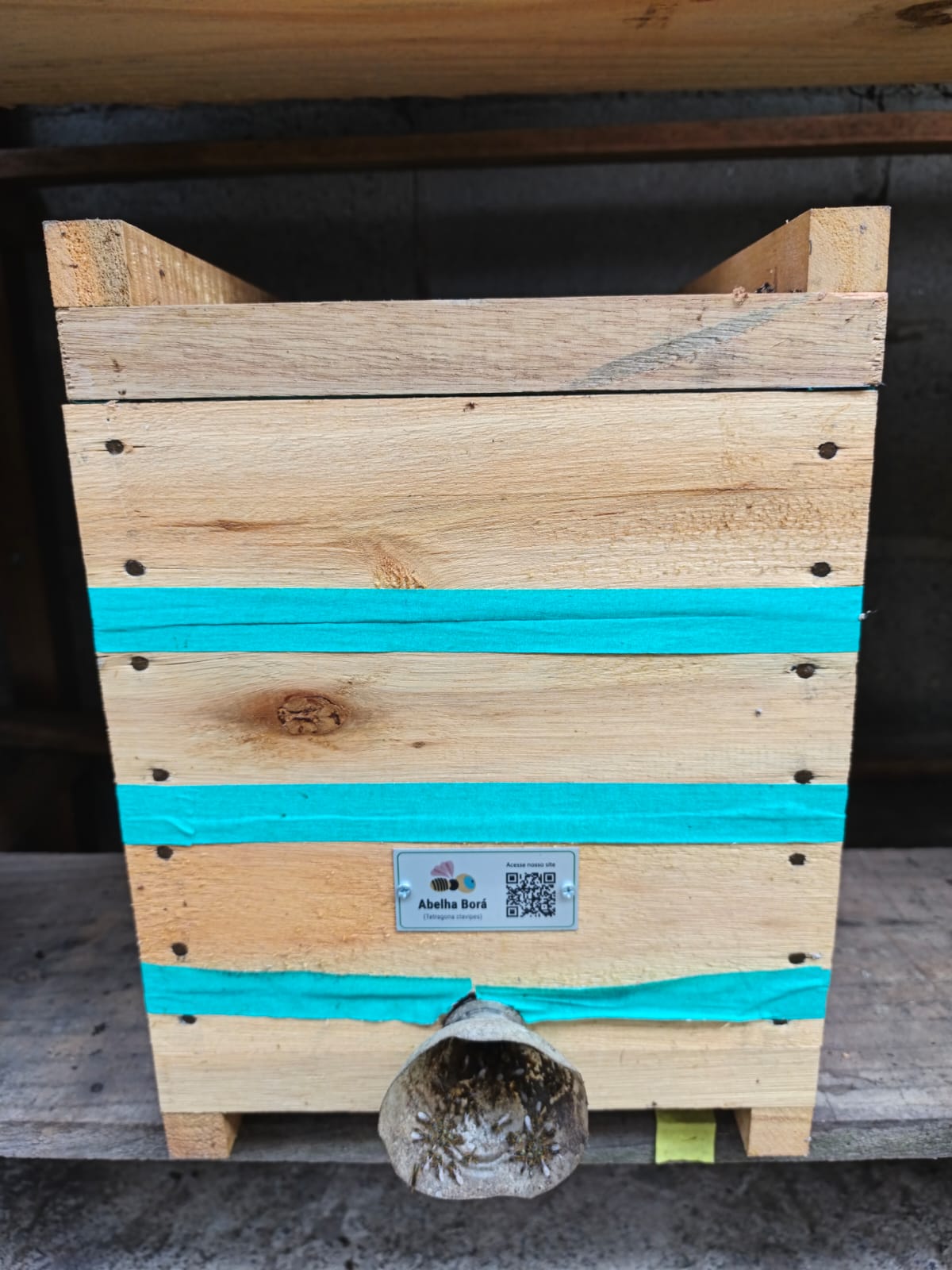 Colmeia de Abelha Borá - Imagem 4