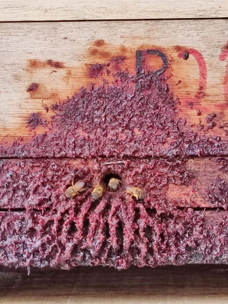Colmeia de Abelha Bugia – manejo simples e mel nativo
