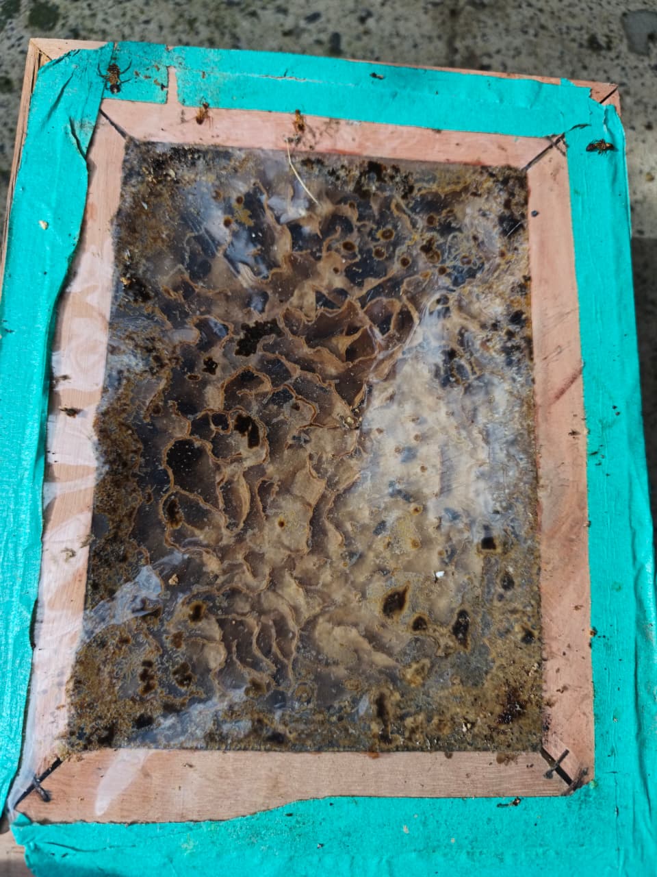 Colmeia de Abelha Iraí - Imagem 2