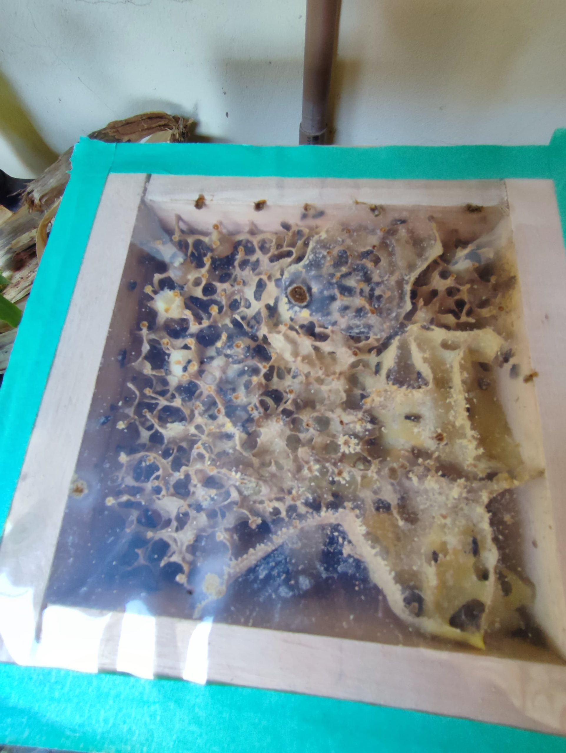 (Nannotrigonea testaceicornes)
