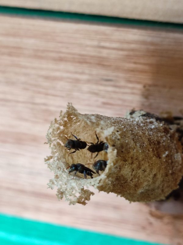 Colmeia de abelha sem ferrão