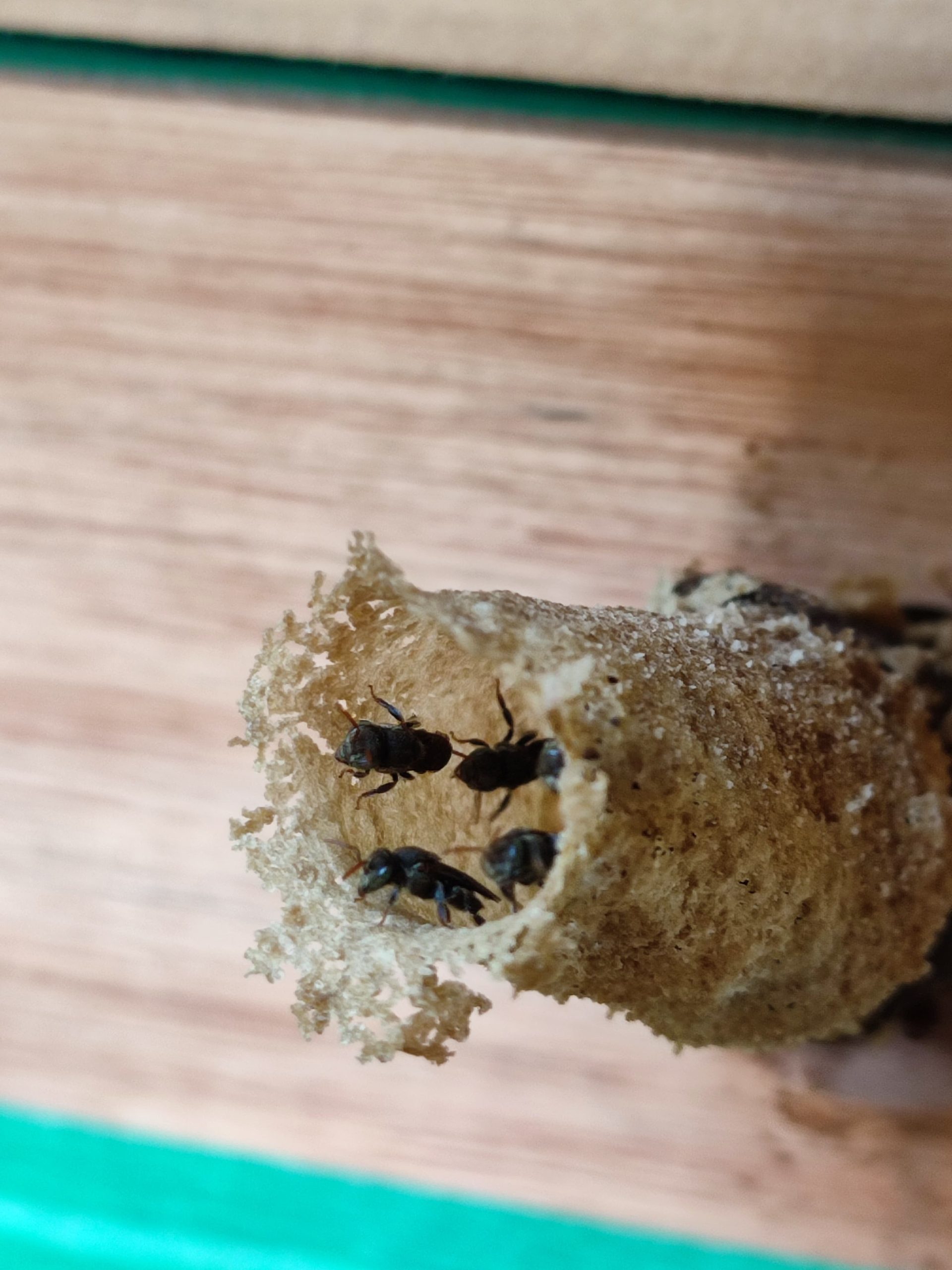 Colmeia de abelha sem ferrão
