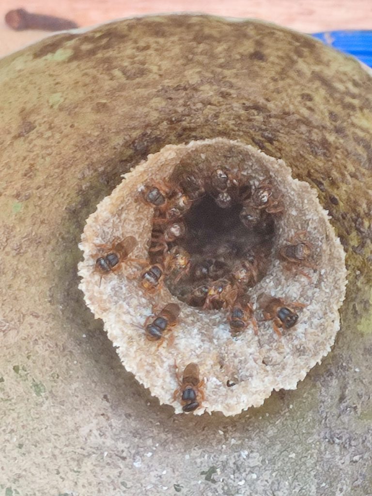 colmeia de abelha sem ferrão
