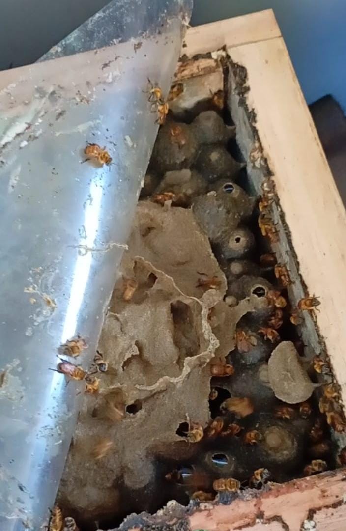 Colmeia de Abelha Uruçu Amarela (Melipona rufiventris) - Imagem 3
