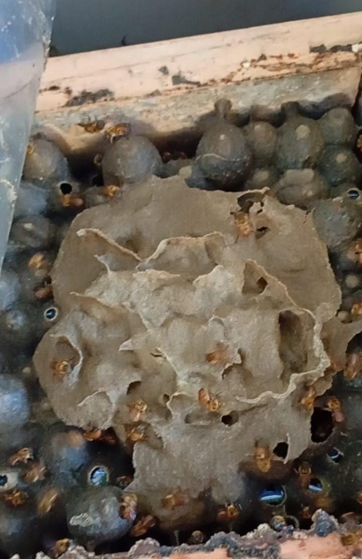 Colmeia de Abelha Uruçu Amarela (Melipona rufiventris) - Imagem 2